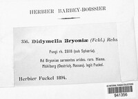 Didymella bryoniae image